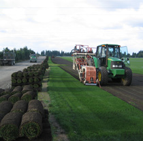 Sod and Turf Sod and Turf
