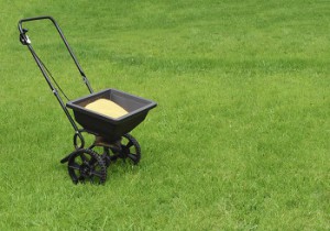 Overseeding Seattle sod