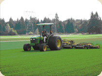 Growing Sod by Country Green Turf Farms