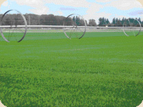 Growing Sod by Country Green Turf Farms Growing Sod