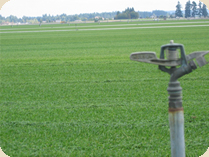 Watering Sod Watering Sod