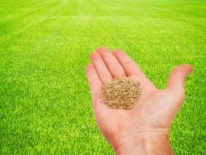 Hydroseeding Issaquah 