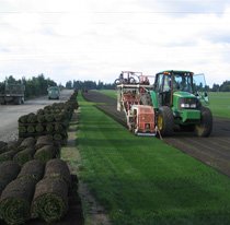 Sod and Turf