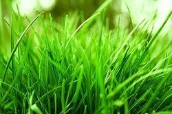 Grass Types in Washington State