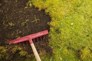 Getting Rid of Moss in Your Yard