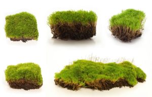 Lawn Moss