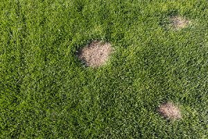 Damaged Lawn