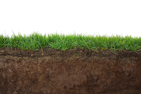 How to Tell If Sod Has Taken Root