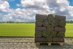 Sod For Sale Near Me Lacey