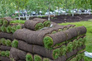 Sod Near Me Tumwater