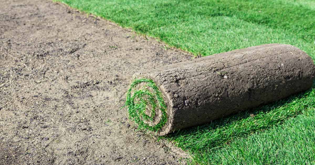 Sod Puyallup Country Green Turf Farms