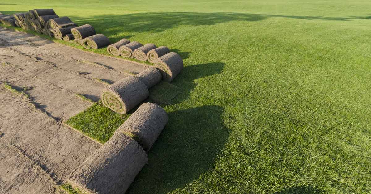 Sod Bonney Lake Country Green Turf Farms