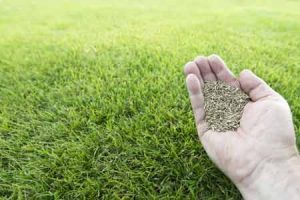 Hydroseeding Renton