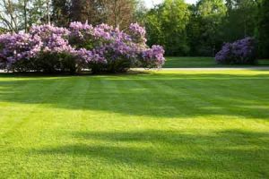 Hydroseeding Companies Near Me Bremerton