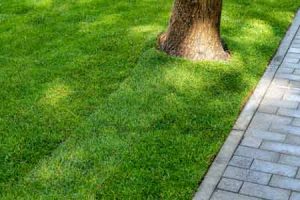 Sod Installation Burien