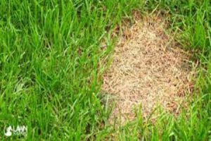 Hydroseeding preparadation Hydroseeding preparation