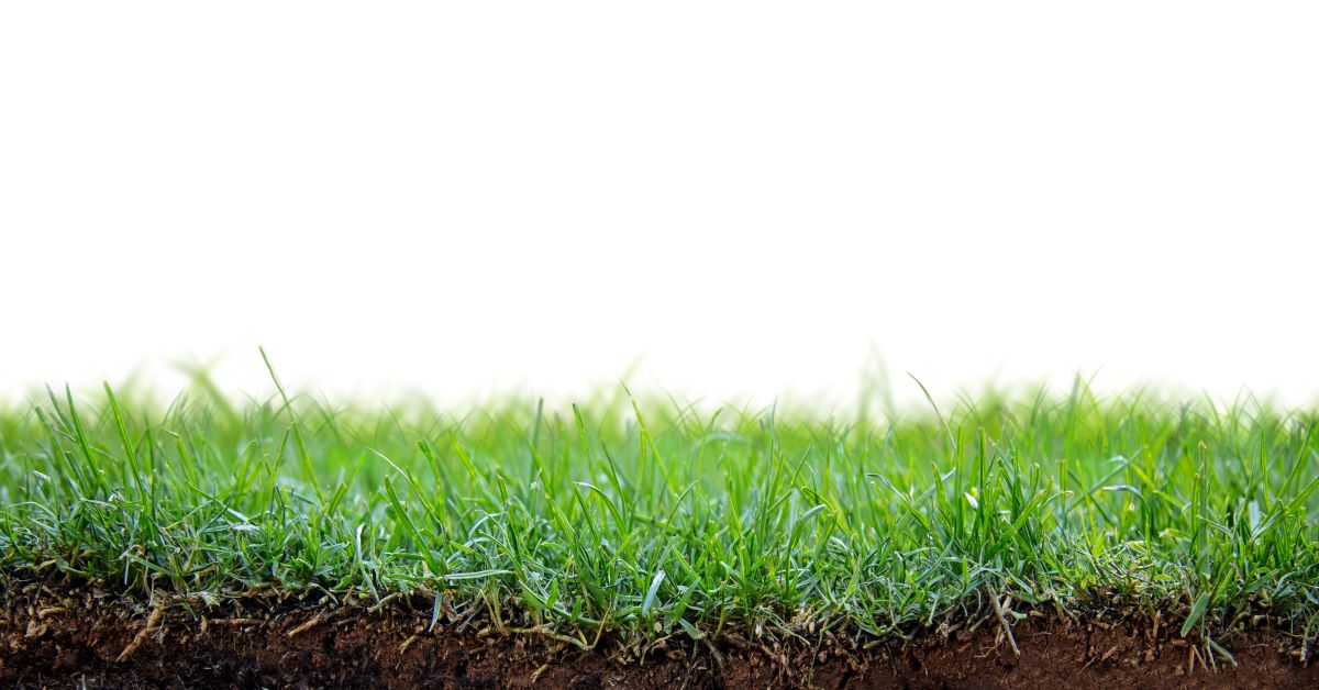 What Is The Best Time of Year to Lay Sod?
