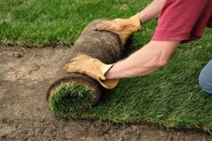 Sod Growers Edmonds