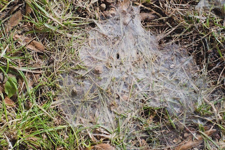 Grass Mold Prevention Lynnwood