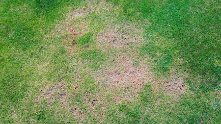 Sod Specialists Lake Stevens