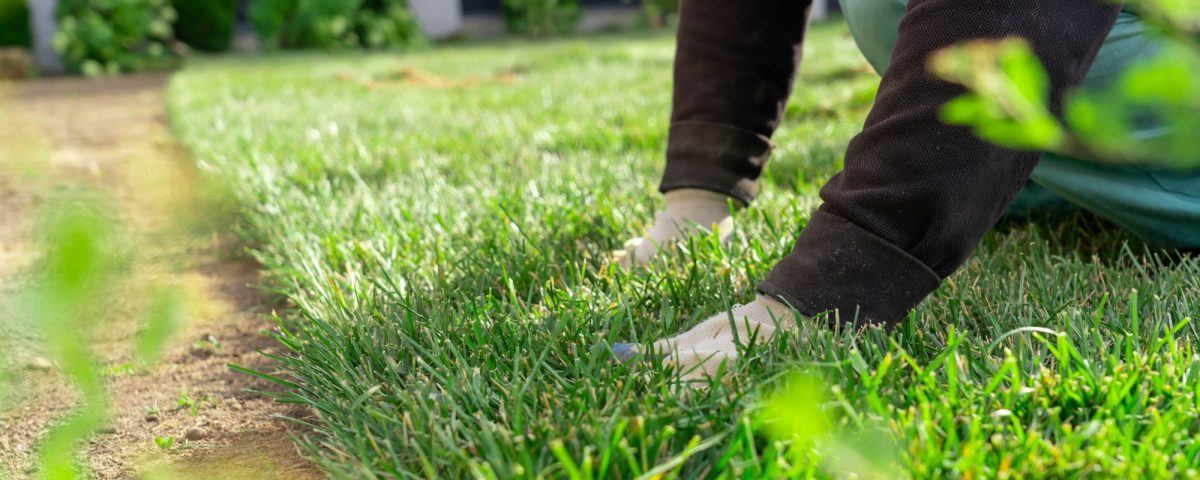 Sod Services Puyallup
