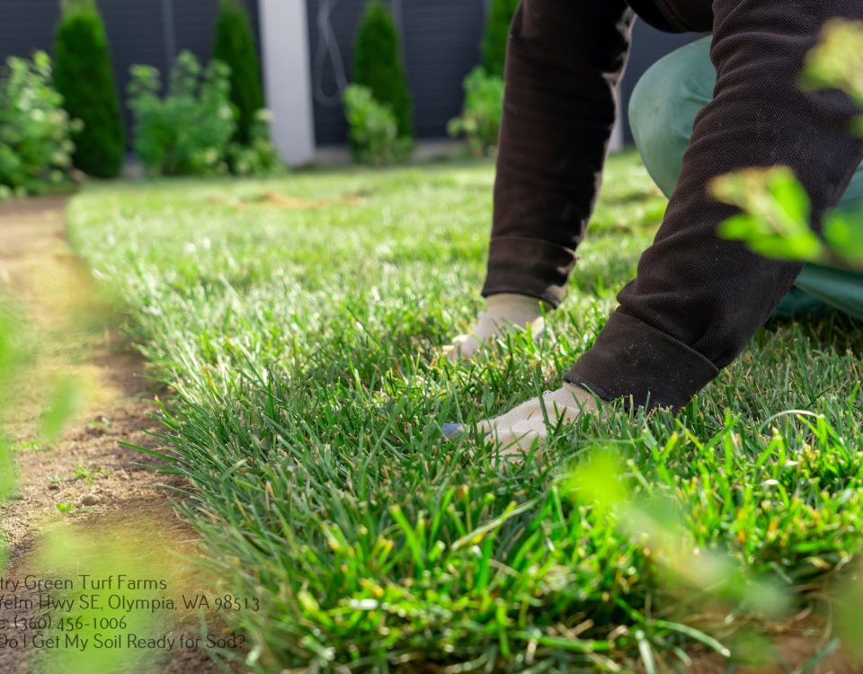 Sod Services Puyallup